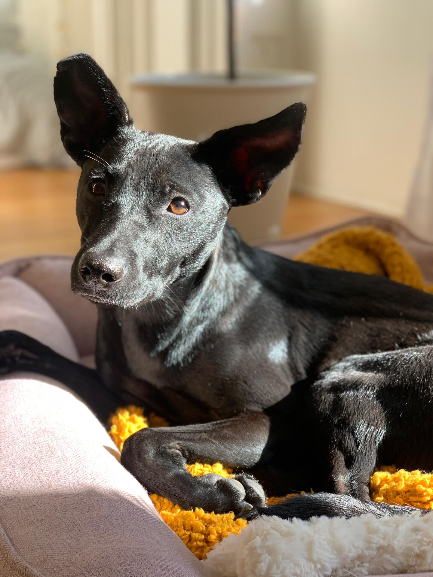 Massive Mountain Dog Breeds Will Melt Your Heart Media News